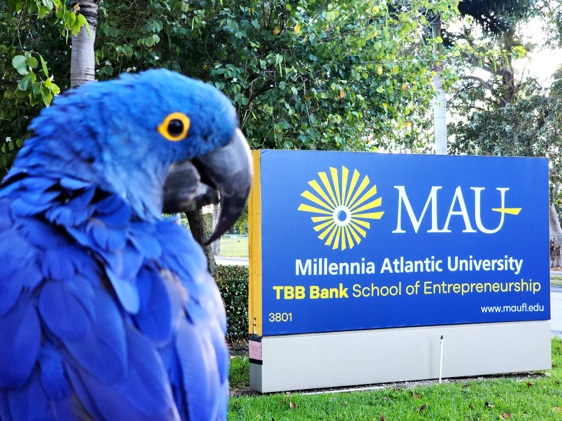 Maufl.edu